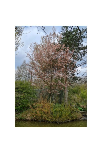 Ірга Робін Хілл солітер на березі водойми